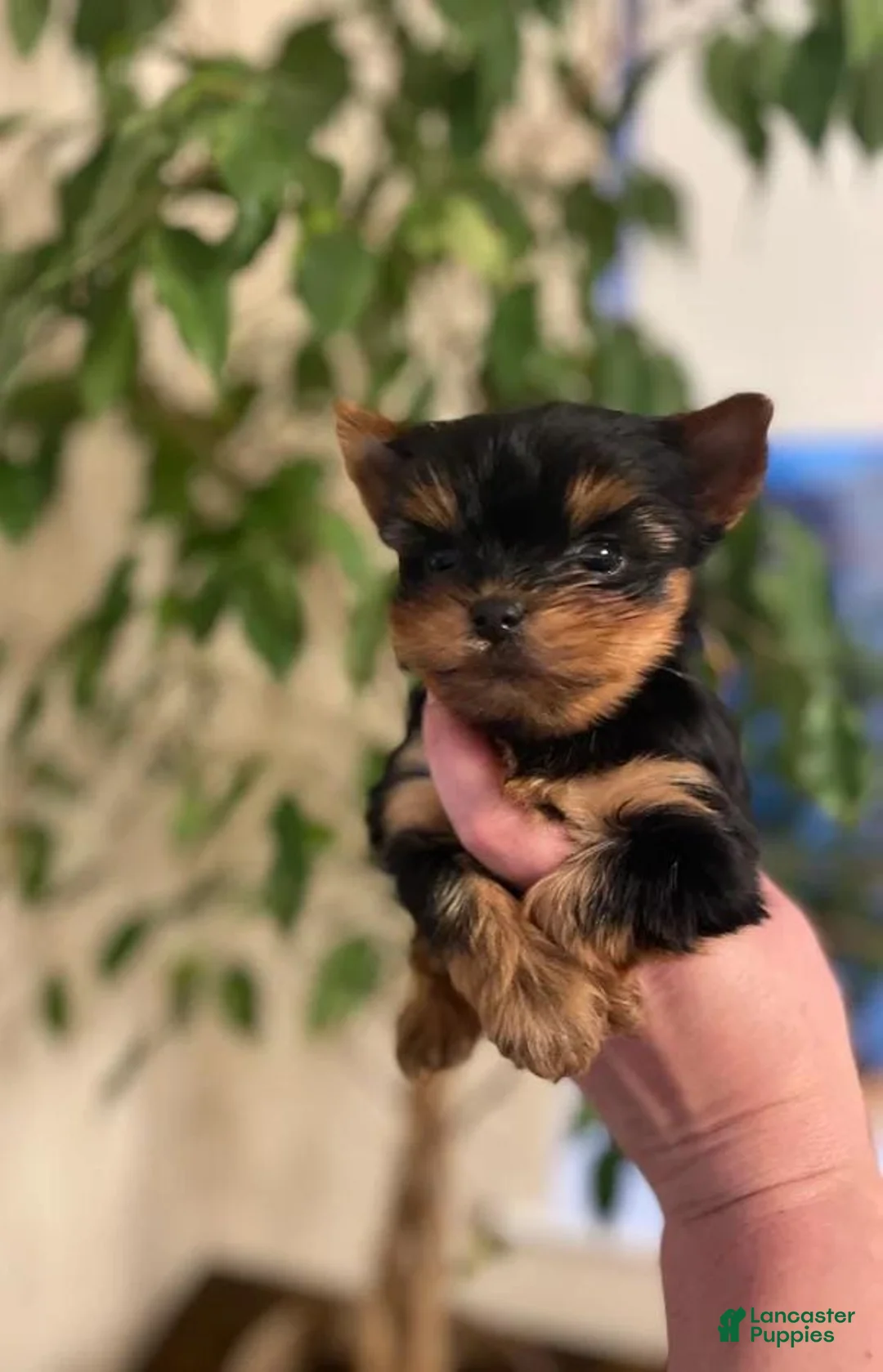 Yorkshire Terrier dogs for sale: Kevin - Ad 10