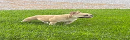 French Bulldog dogs for sale: Mila - Ad 7