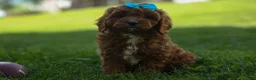 Cavapoo dogs for sale: OSCAR - Ad 2