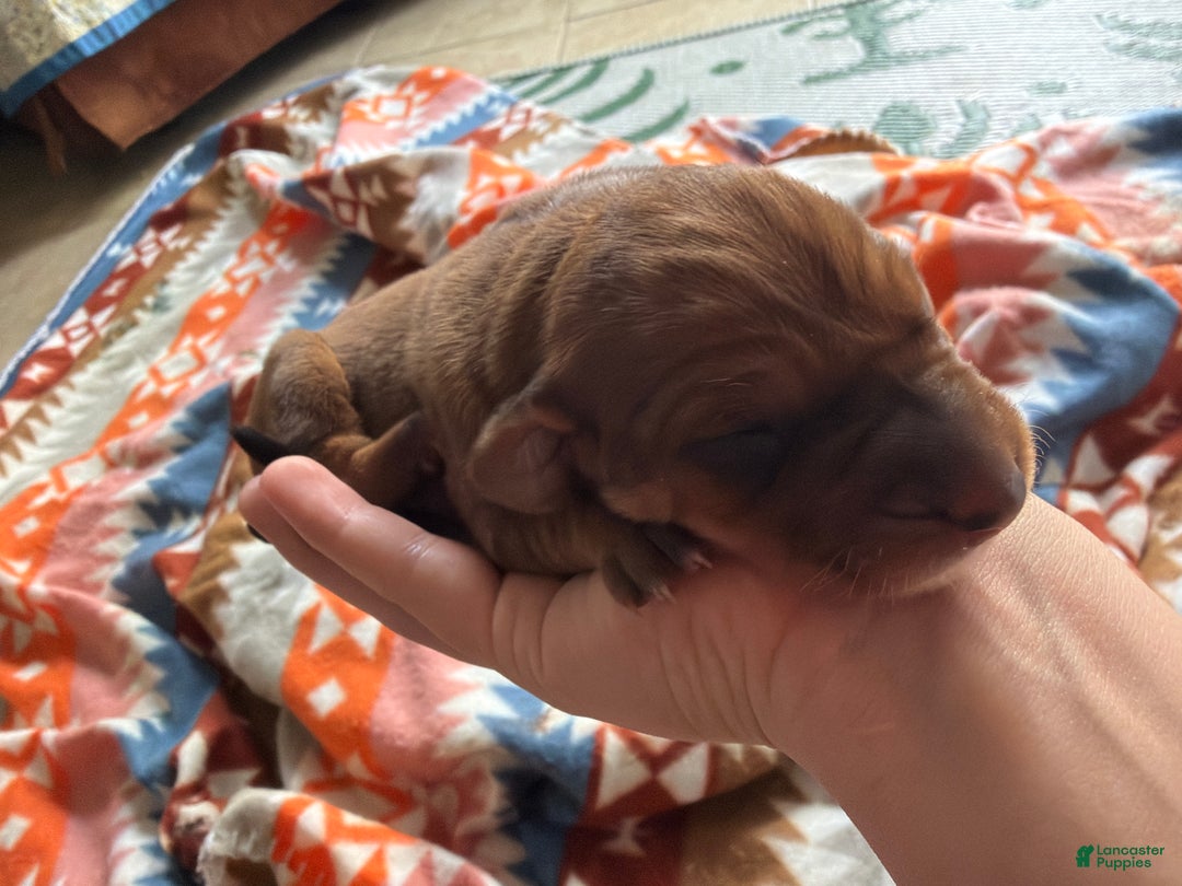 Mixed Breed dogs for sale: Kenna - Ad 1