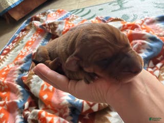 Mixed Breed dogs Kenna - Ad 2