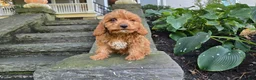 Cavapoo dogs for sale: Zach - Ad 1