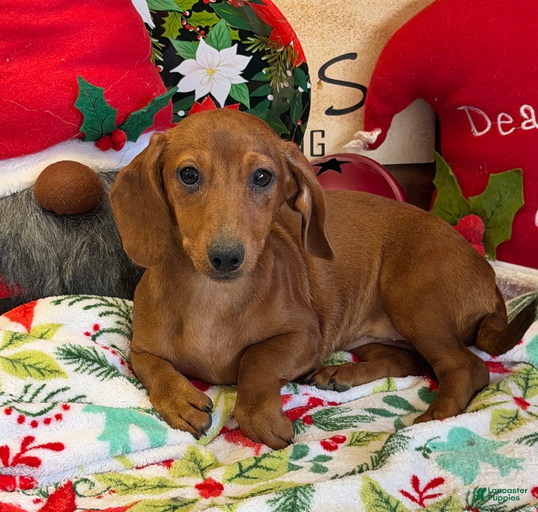 Dachshund dogs for sale: Ella - Ad 1