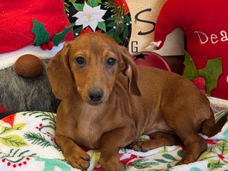 Dachshund dogs Ella - Ad 1