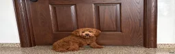 Cockapoo dogs for sale: Terry - Ad 3