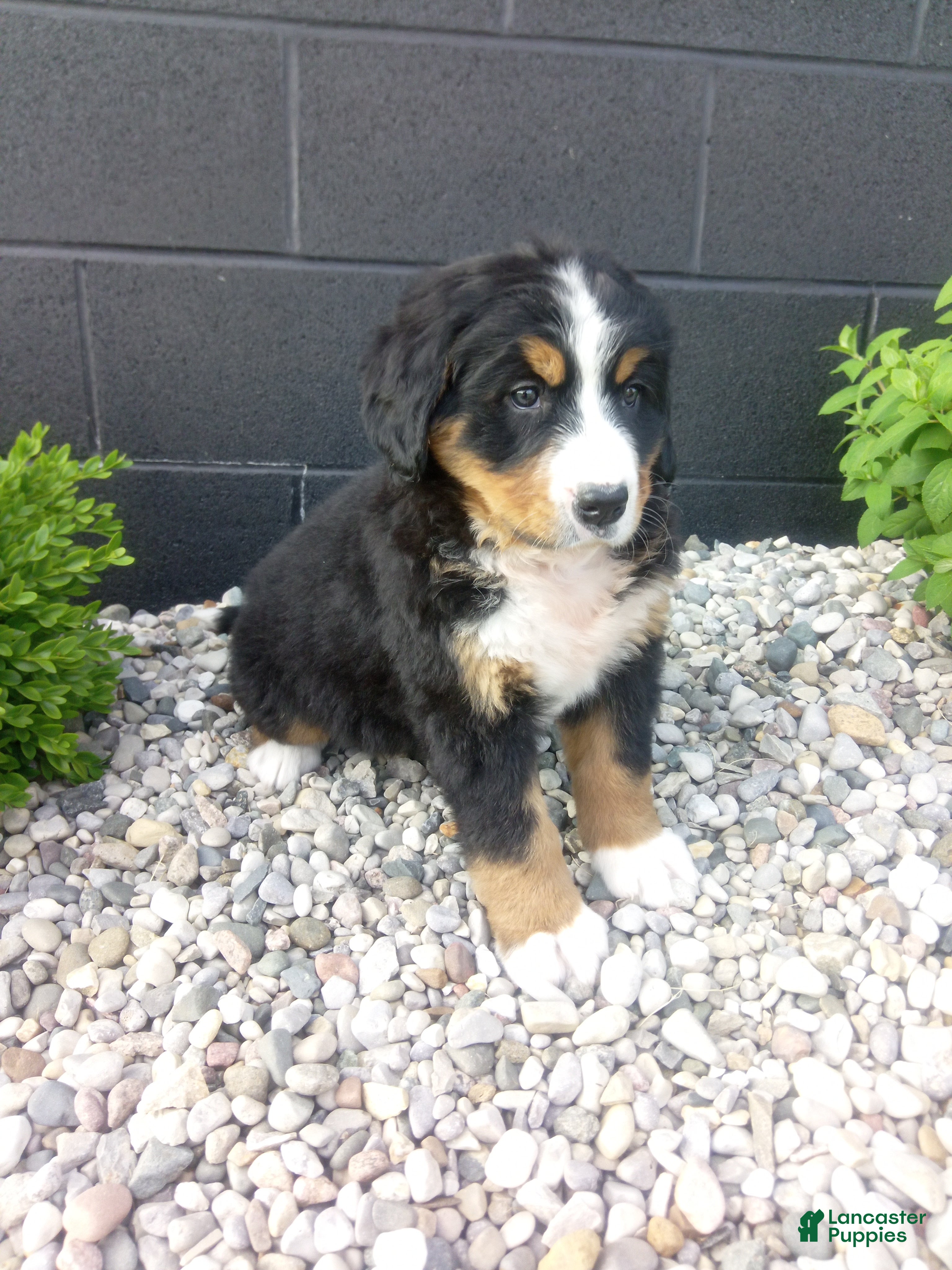 Bernese Mountain Dog dogs for sale: Grace - Ad 4