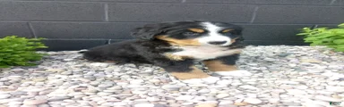 Grace