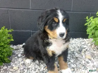Bernese Mountain Dog dogs for sale: Grace - Ad 4