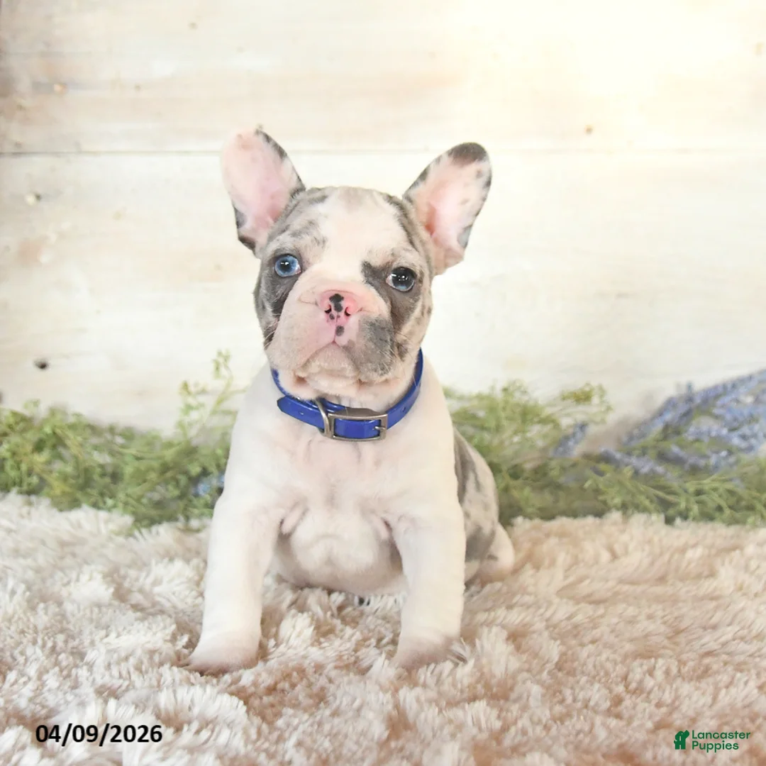 French Bulldog dogs for sale: Stormy   - Ad 2