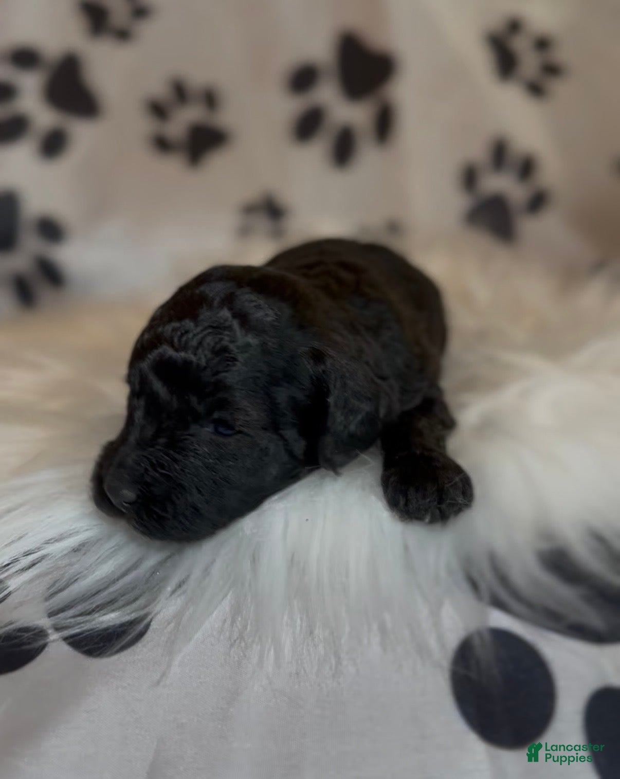 Toy Poodle dogs Italy  - Ad 2