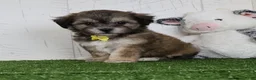 Teddy Bear dogs for sale: Cade - Ad 1