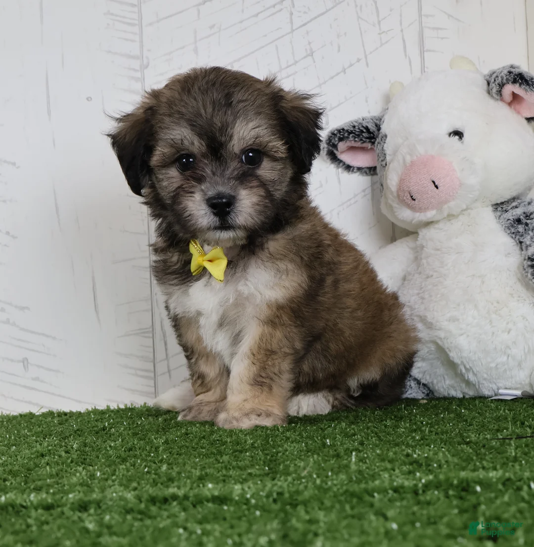 Teddy Bear dogs for sale: Cade - Ad 1