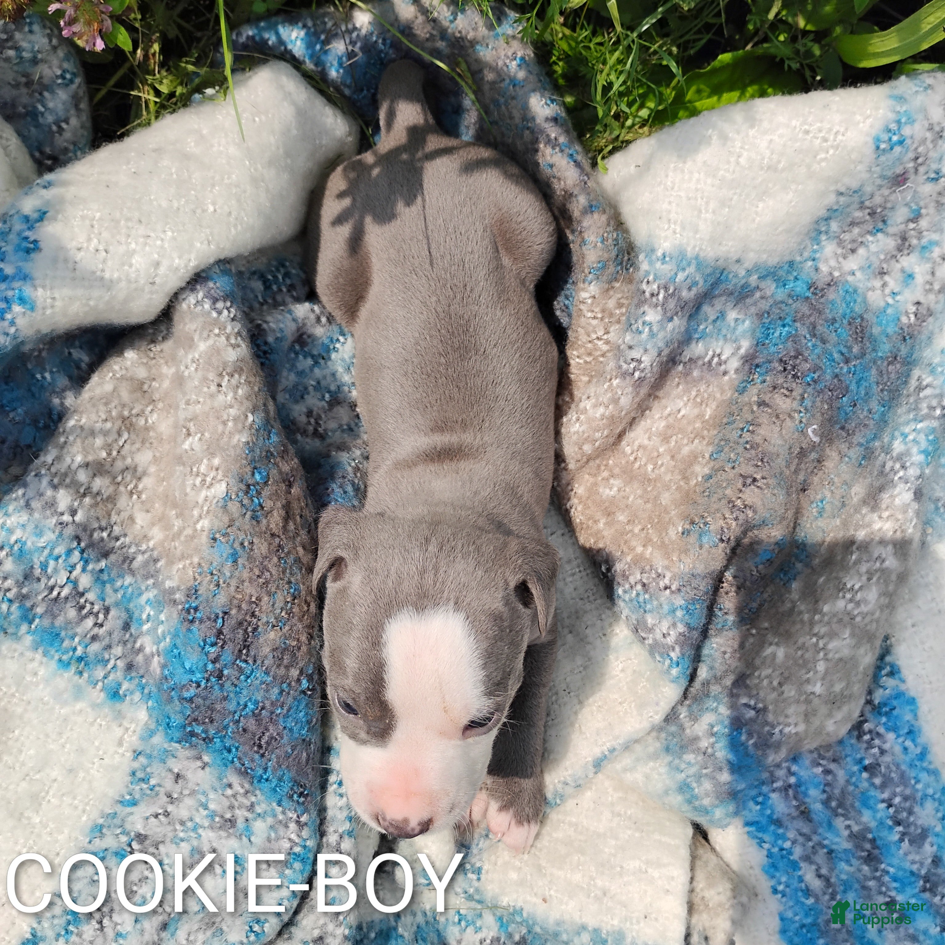 American Pit Bull Terrier dogs COOKIE - Ad 2