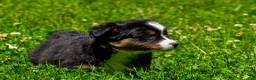 Miniature Australian Shepherd dogs for sale: Frank - Ad 8