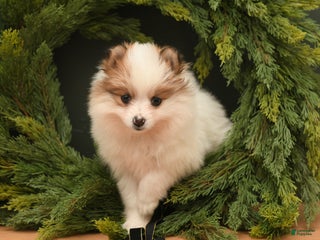 Pomeranian dogs Merry - Ad 29