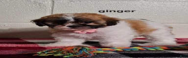 Ginger 