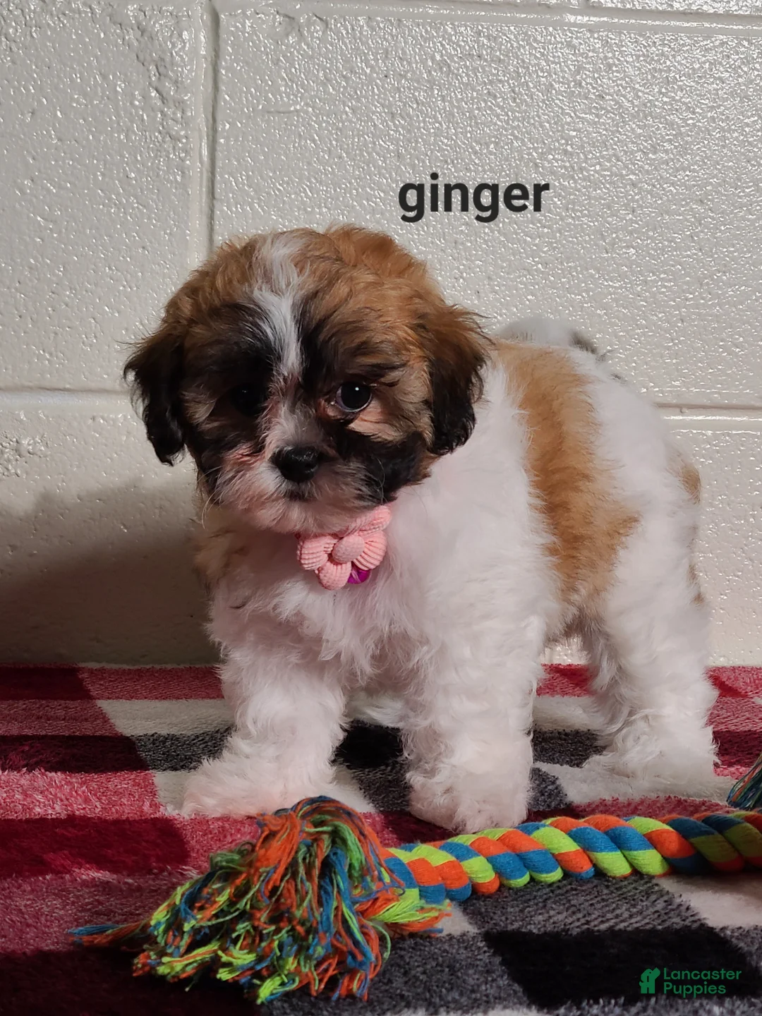 Teddy Bear dogs for sale: Ginger  - Ad 1