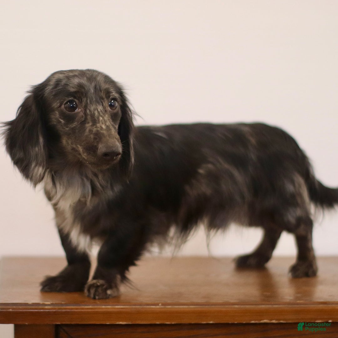 Miniature Dachshund dogs for sale: Preston - Ad 7