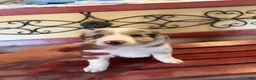Border Collie dogs for sale: Rado - Ad 12