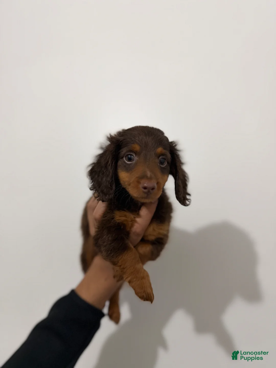 Miniature Dachshund dogs for sale: Scotty  - Ad 3