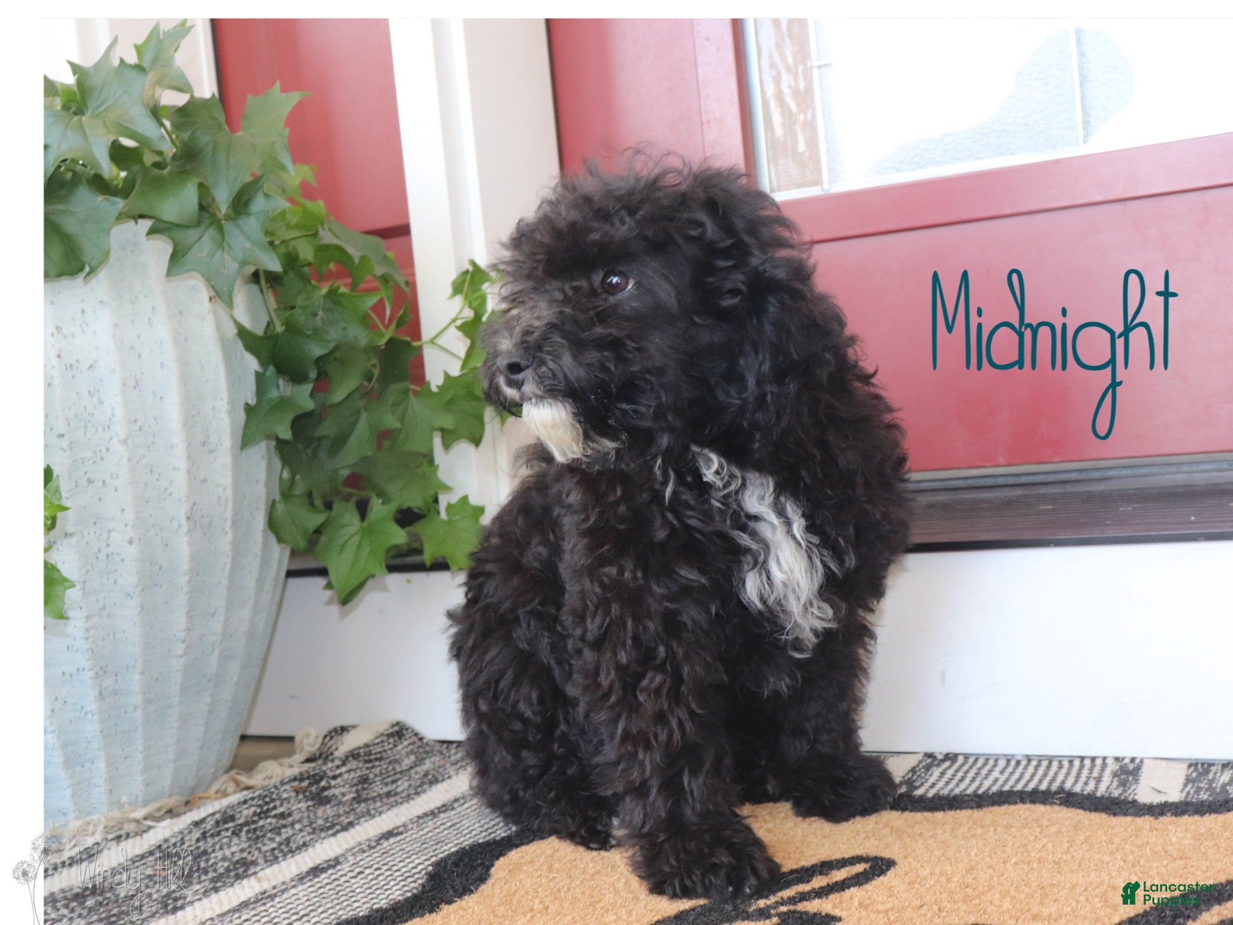 Mini Bernedoodle dogs Midnight - Ad 2