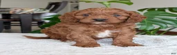 Cavapoo dogs for sale: Jake - Ad 9