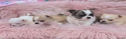 Chihuahua dogs for sale: Chihuahua 3 - Ad 8