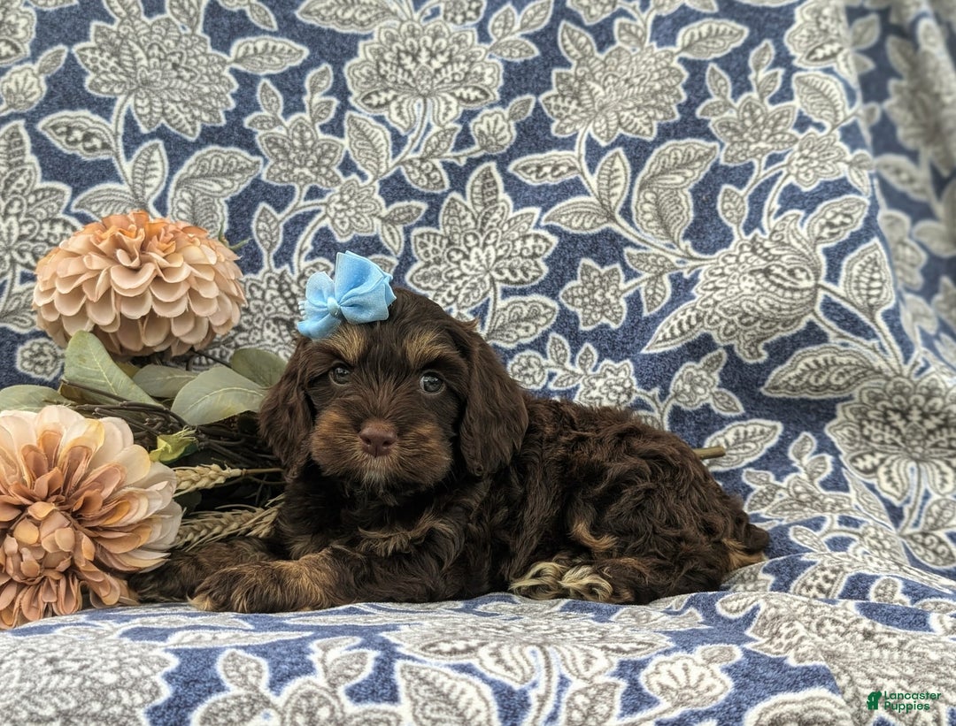 Cockapoo dogs for sale: Krystal - Ad 11