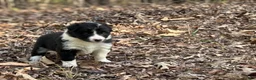Border Collie dogs for sale: Pepper - Ad 1