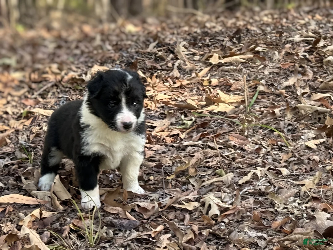 Border Collie dogs for sale: Pepper - Ad 1