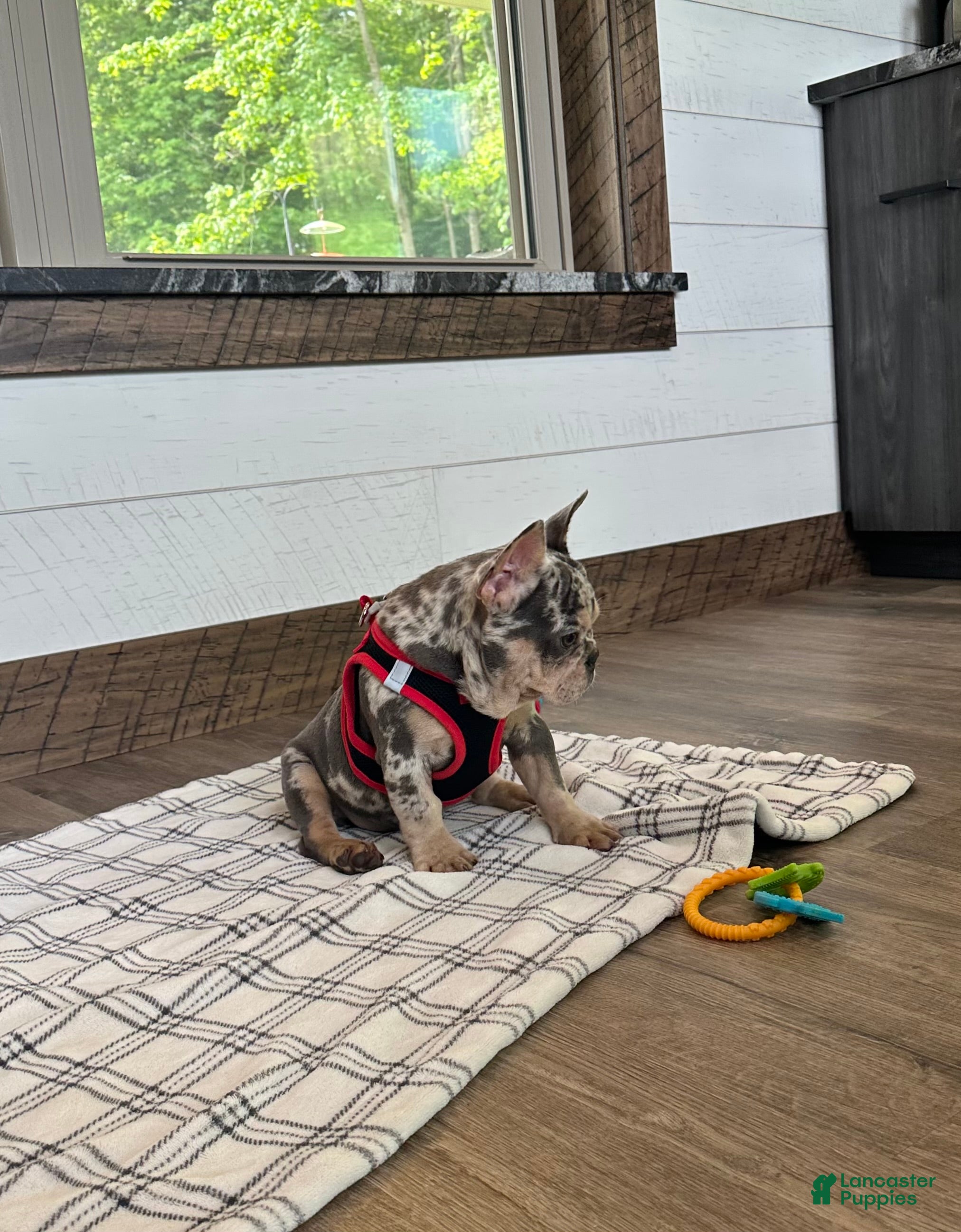 French Bulldog dogs for sale: Aspen - Ad 5