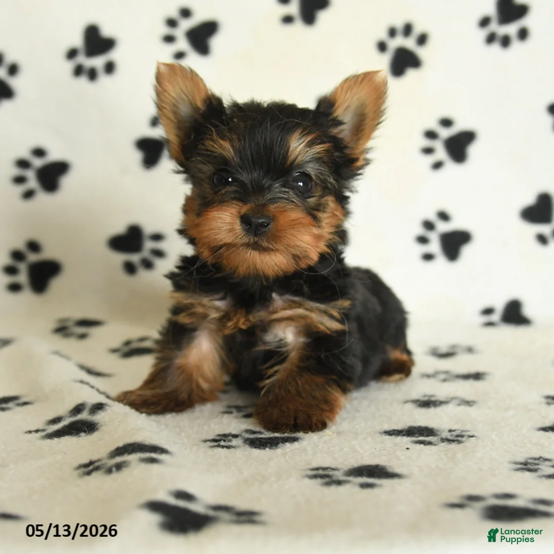 Yorkshire Terrier dogs for sale: Leon - Ad 2