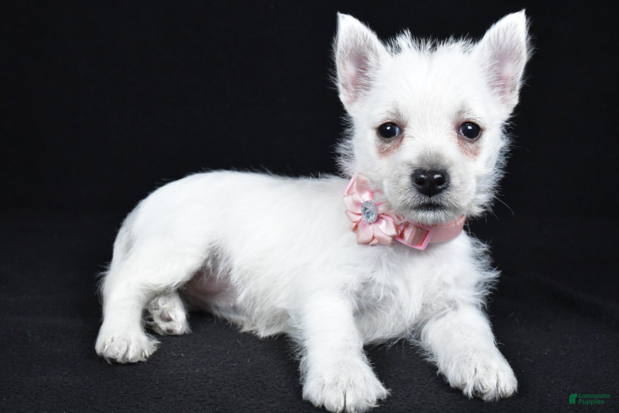 West Highland Terrier dogs Alice - Ad 2