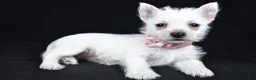 West Highland Terrier dogs for sale: Alice - Ad 2