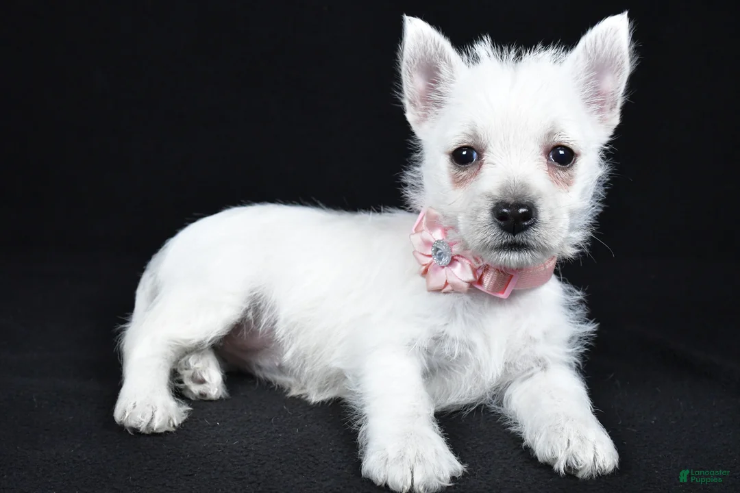 West Highland Terrier dogs for sale: Alice - Ad 2