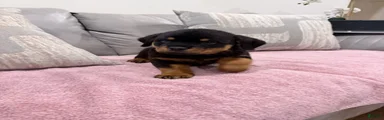 Rottweiler Puppy 1