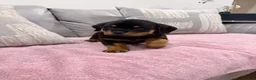 Rottweiler dogs for sale: Rottweiler Puppy 1 - Ad 1