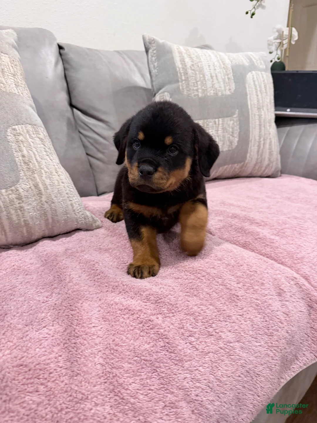 Rottweiler dogs for sale: Rottweiler Puppy 1 - Ad 1