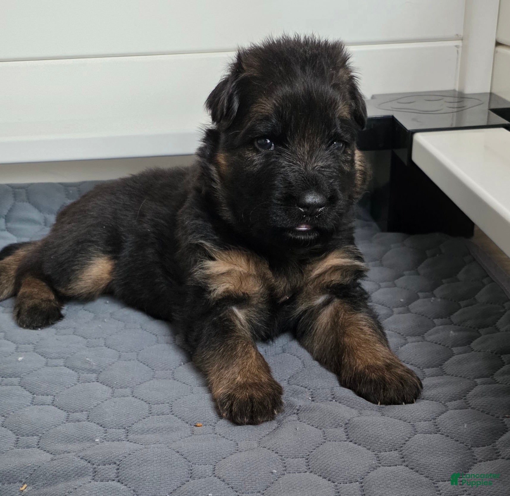 German Shepherd dogs German Shepherd Puppy 1 - Ad 34