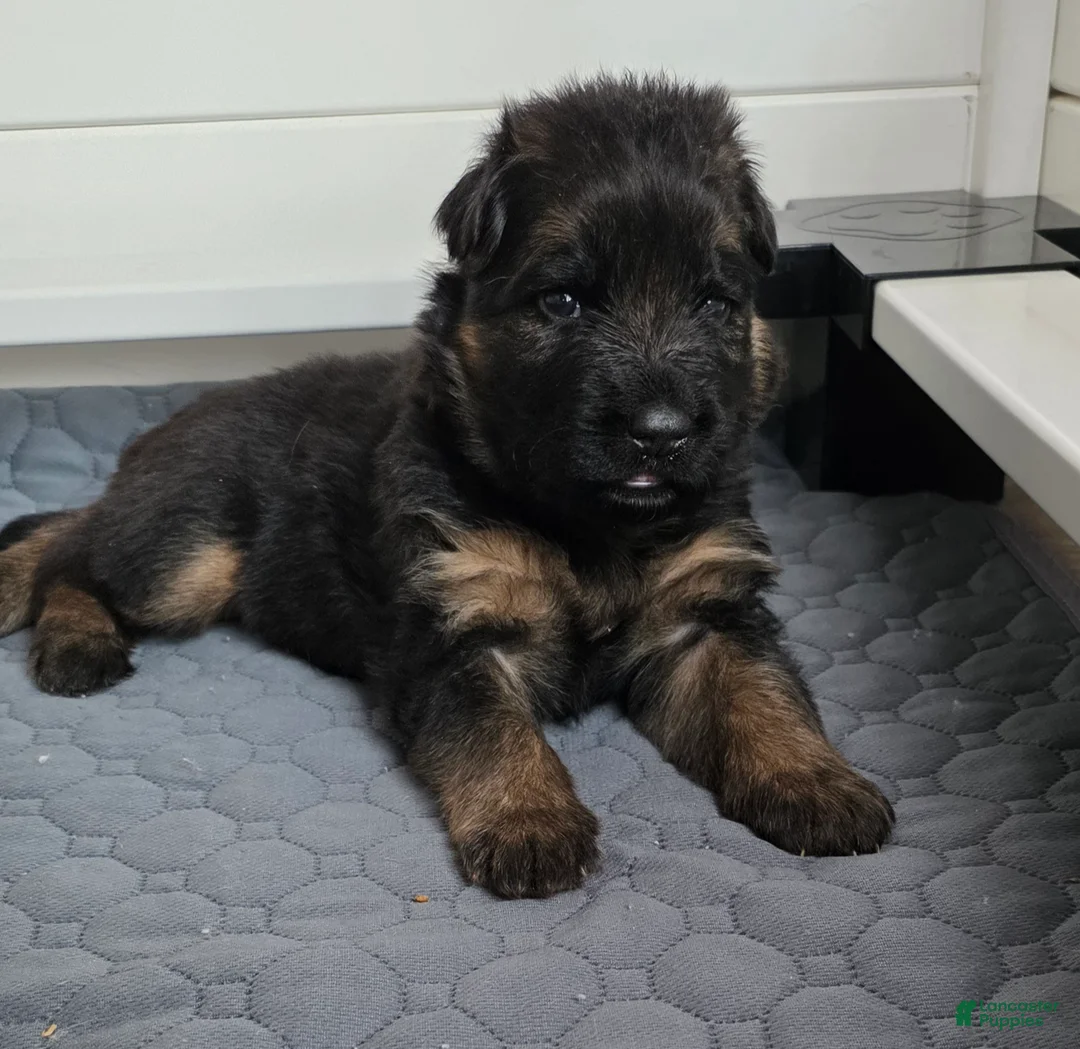 German Shepherd dogs for sale: German Shepherd Puppy 1 - Ad 3