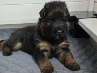 German Shepherd dogs German Shepherd Puppy 1 - Ad 34