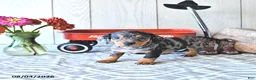 Miniature Dachshund dogs for sale: Todd - Ad 3