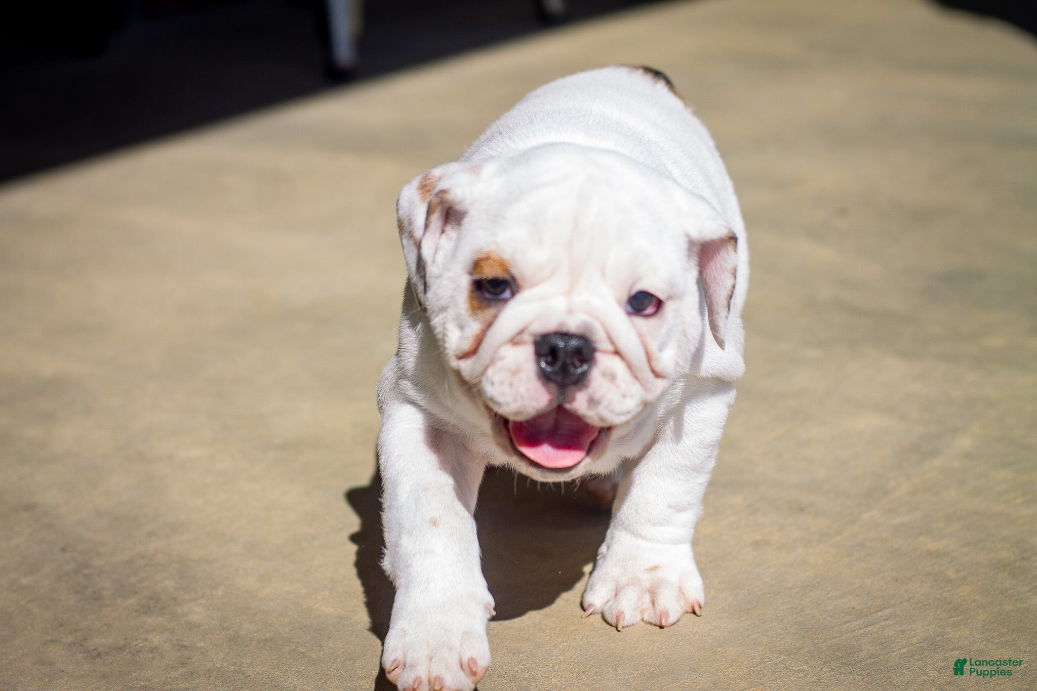 English Bulldog dogs Penelope - Ad 2