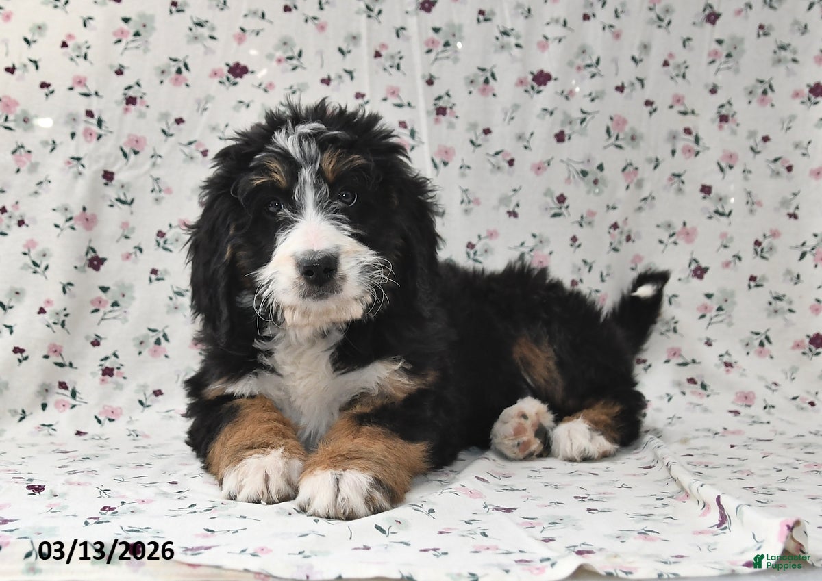 Bernedoodle dogs Kyla - Ad 2