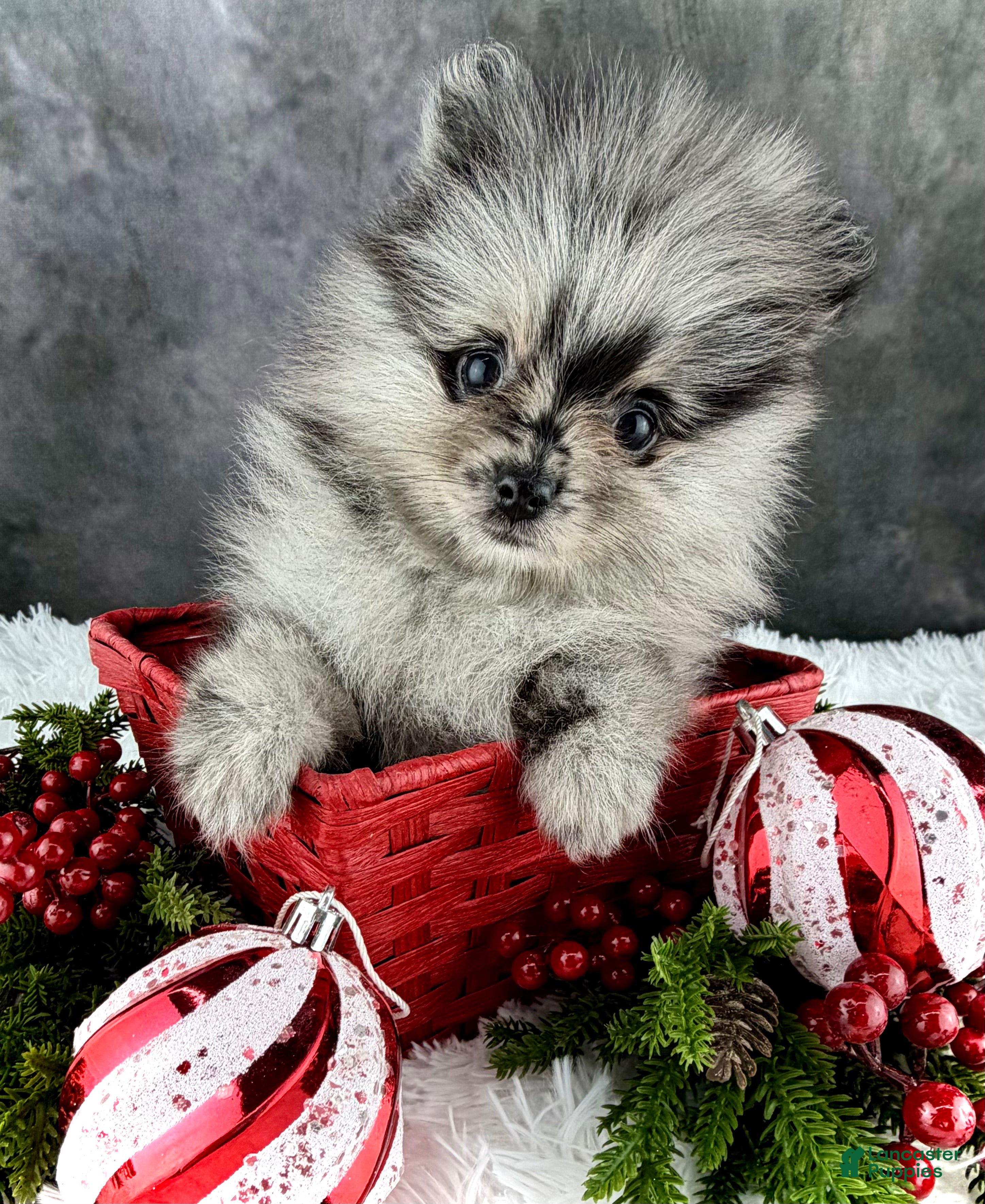 Pomeranian dogs Bow AKC - Ad 11