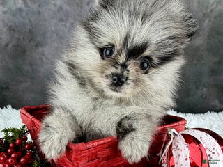 Pomeranian dogs Bow AKC - Ad 27