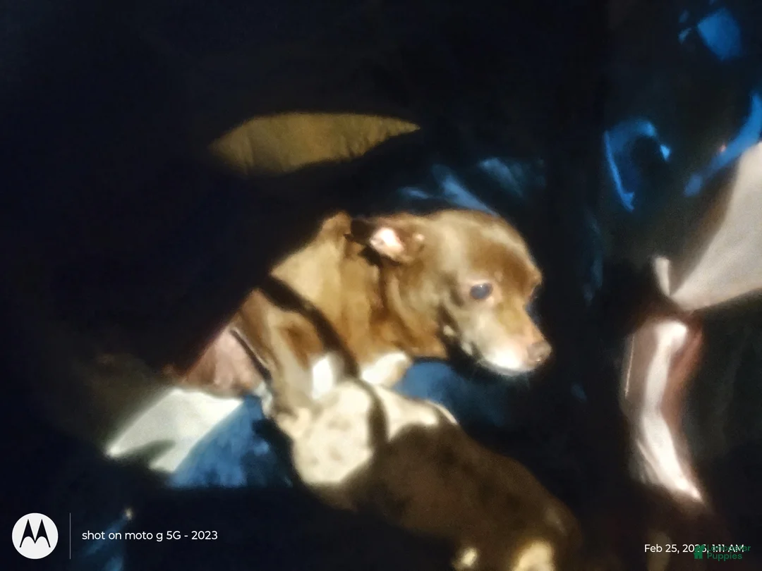 Chiweenie dogs for sale: Chiweenie Puppy 2 - Ad 8