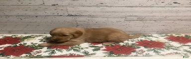 Golden Retriever Puppy 1