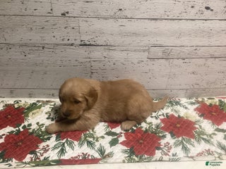 Golden Retriever dogs Golden Retriever Puppy 1 - Ad 18