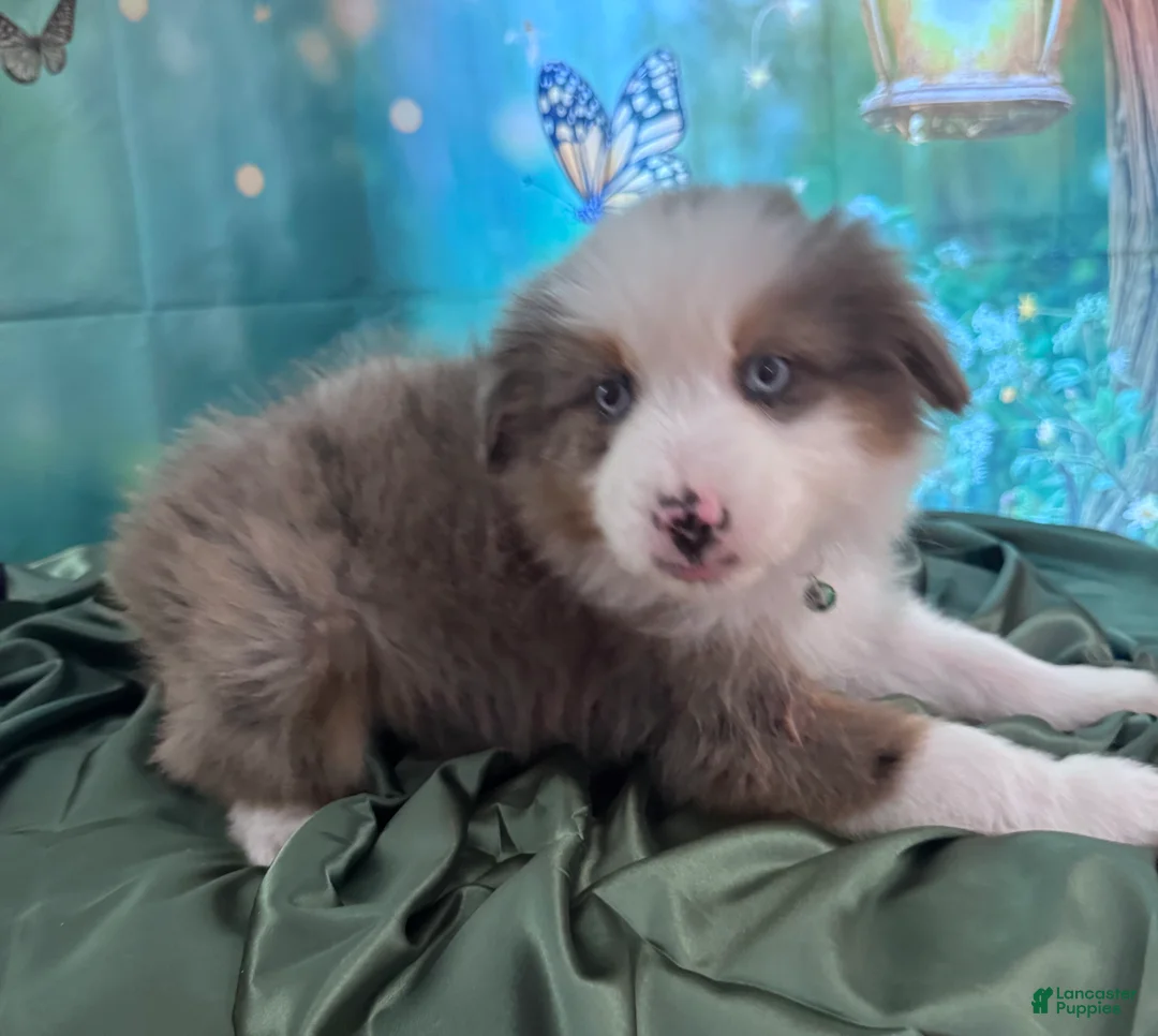 Australian Shepherd dogs for sale: Standard Australian Shepherd Puppy - Hunter Green Collar - Ad 2